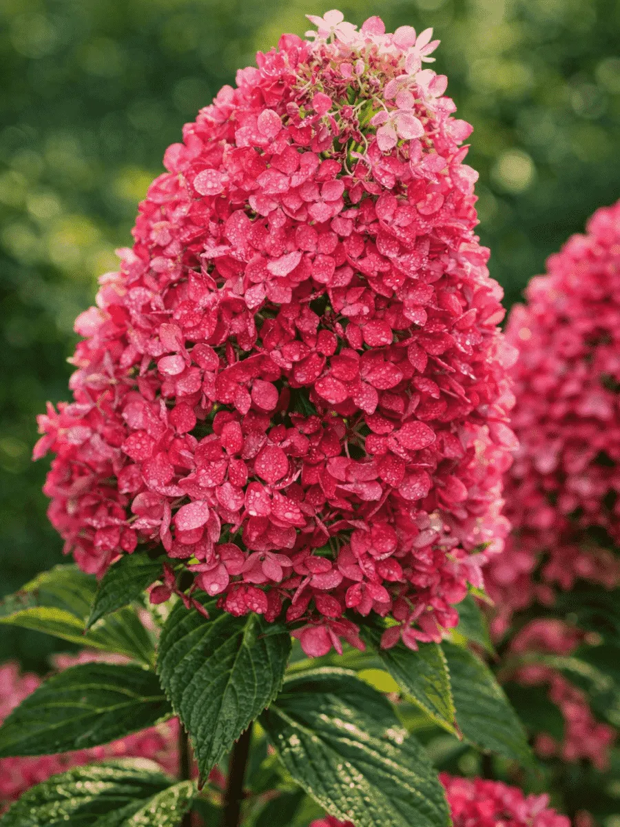 Гортензия метельчатая Raspberry Pink