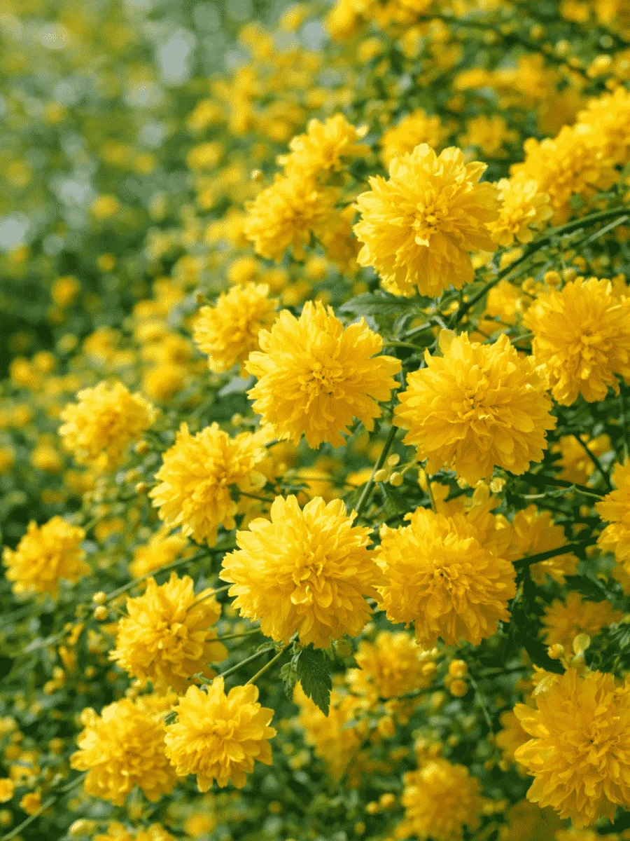 Керрия японская Pleniflora