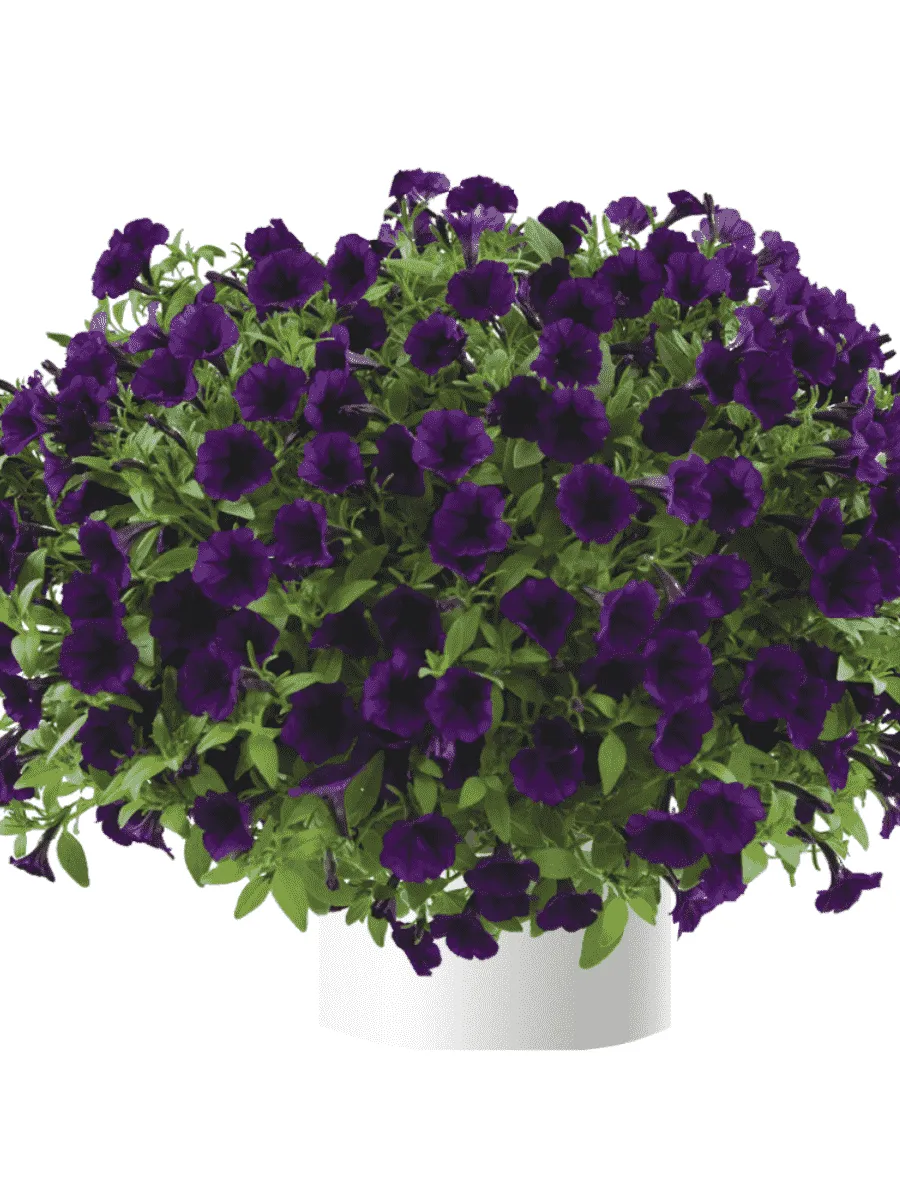 Петуния Littletunia Purple Blue (Кашпо)