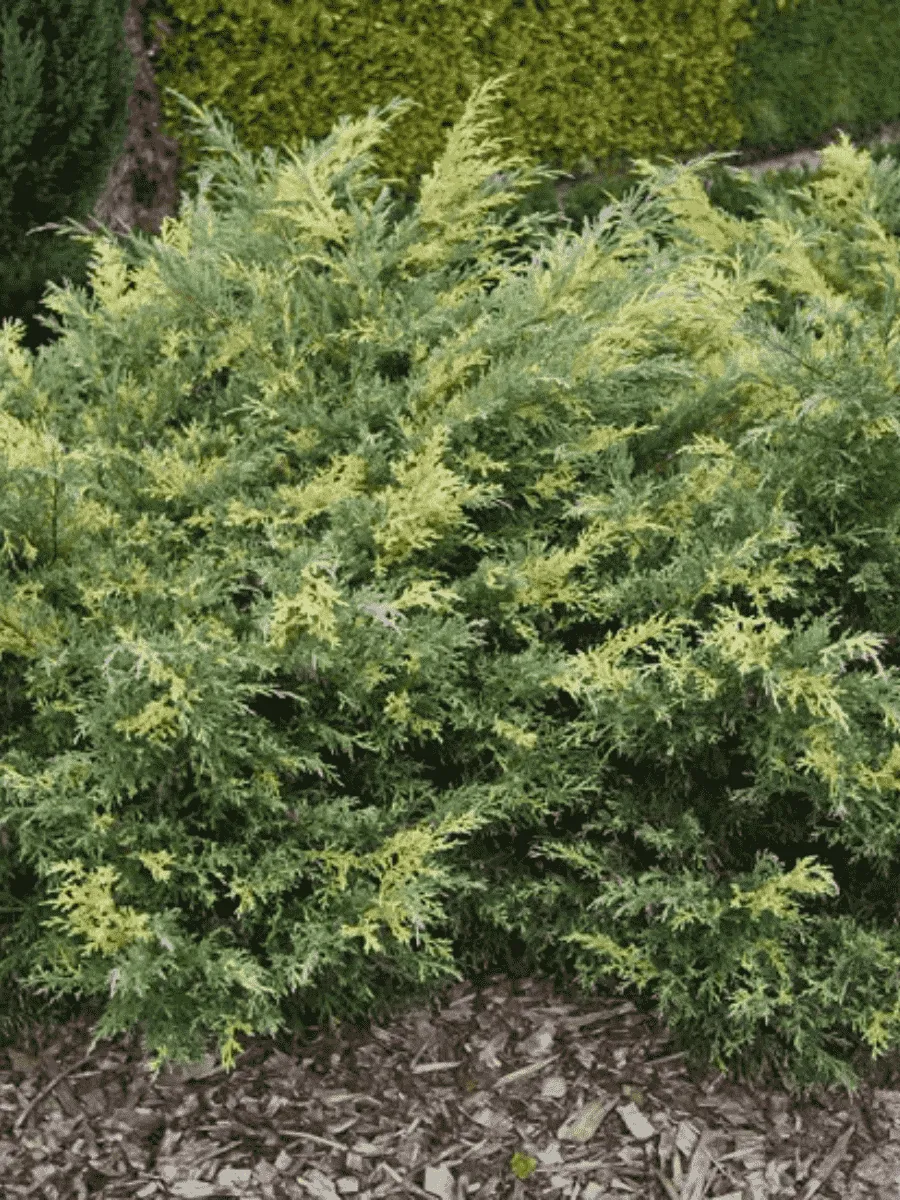 Можжевельник виргинский Hetz Variegata
