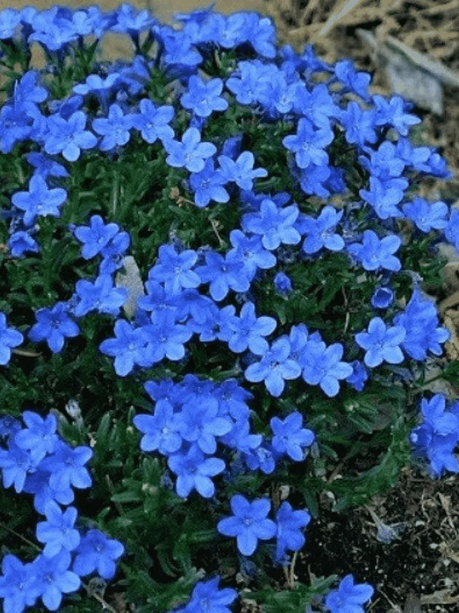 Литодора