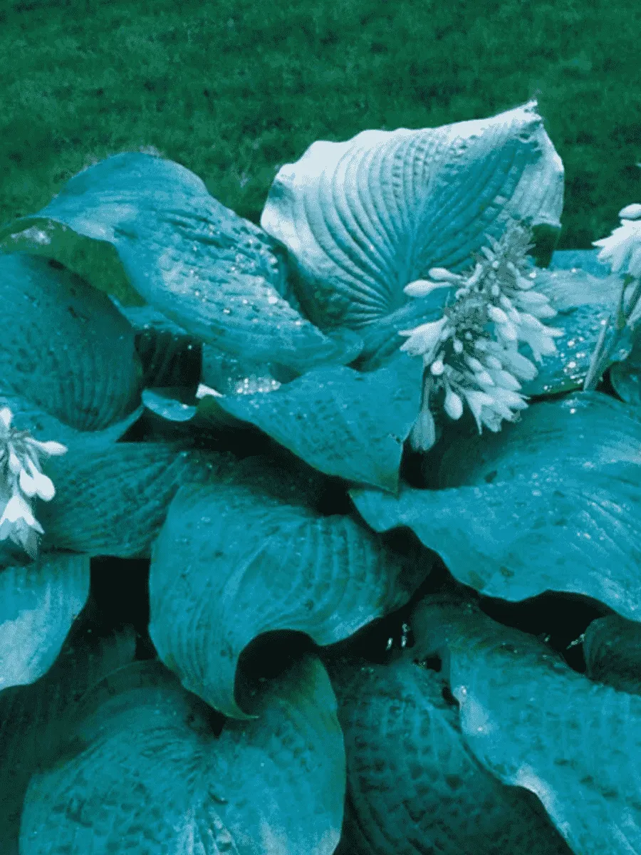 Хоста Blue Mammoth