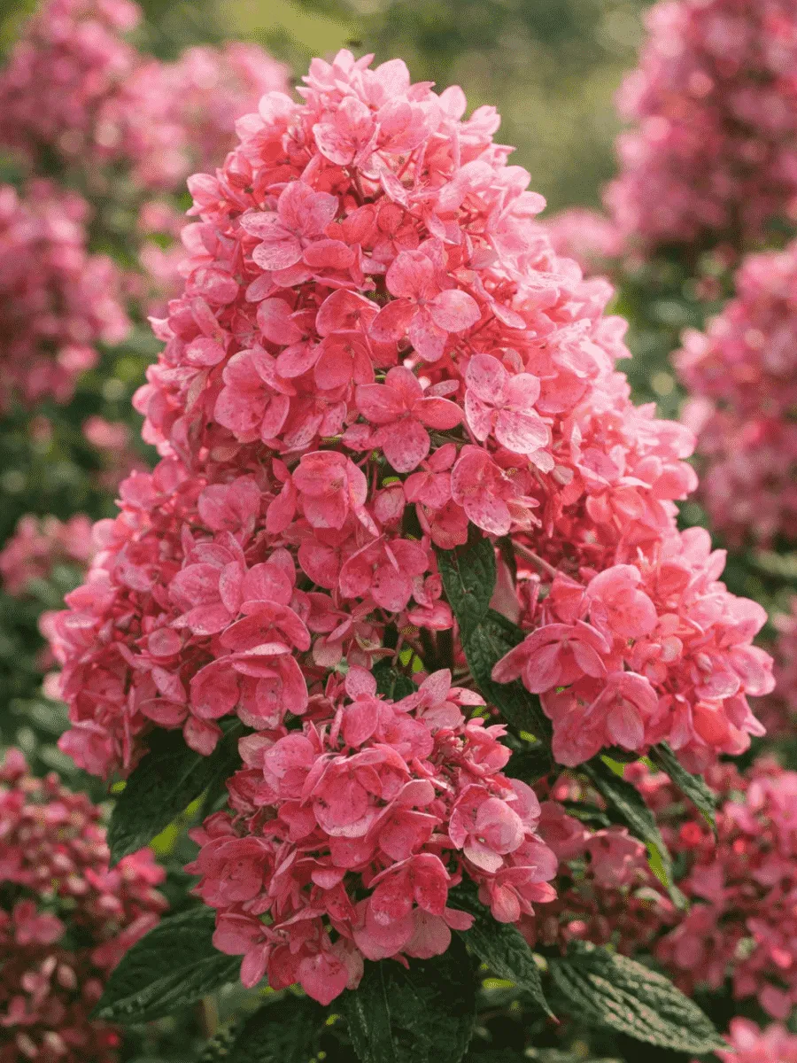 Гортензия метельчатая Tickled Pink