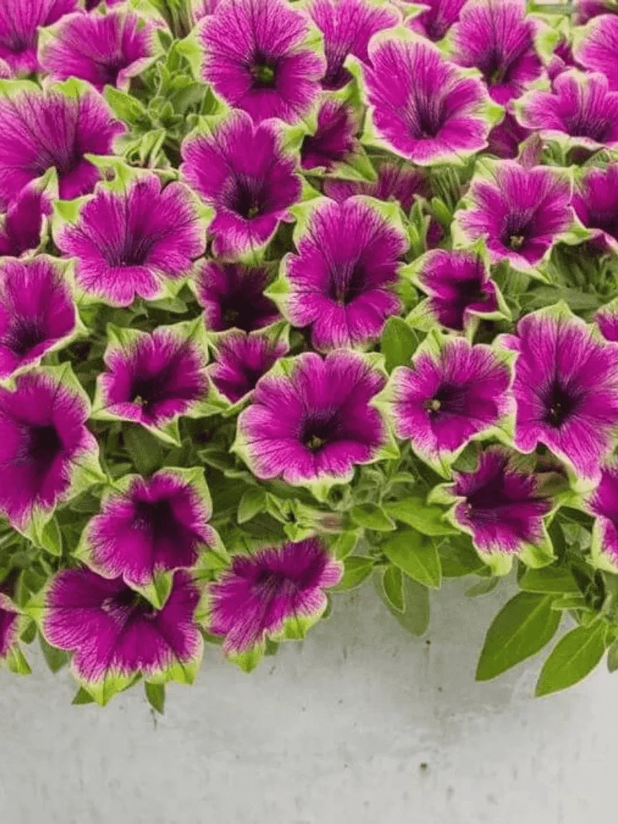 Петуния Crazytunia Kermit Purple (Кашпо)