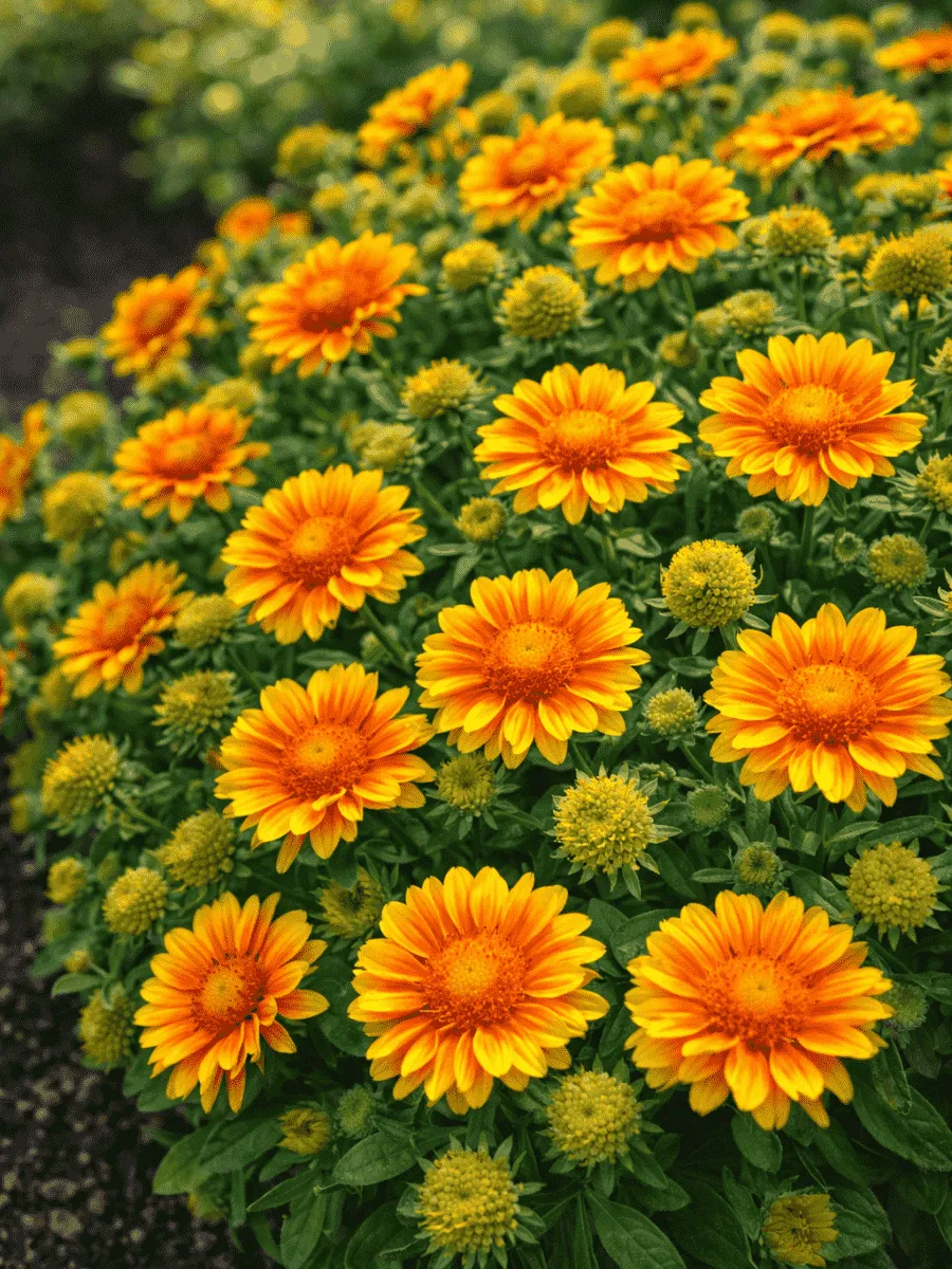 Гайлардия гибридная Arizona Apricot