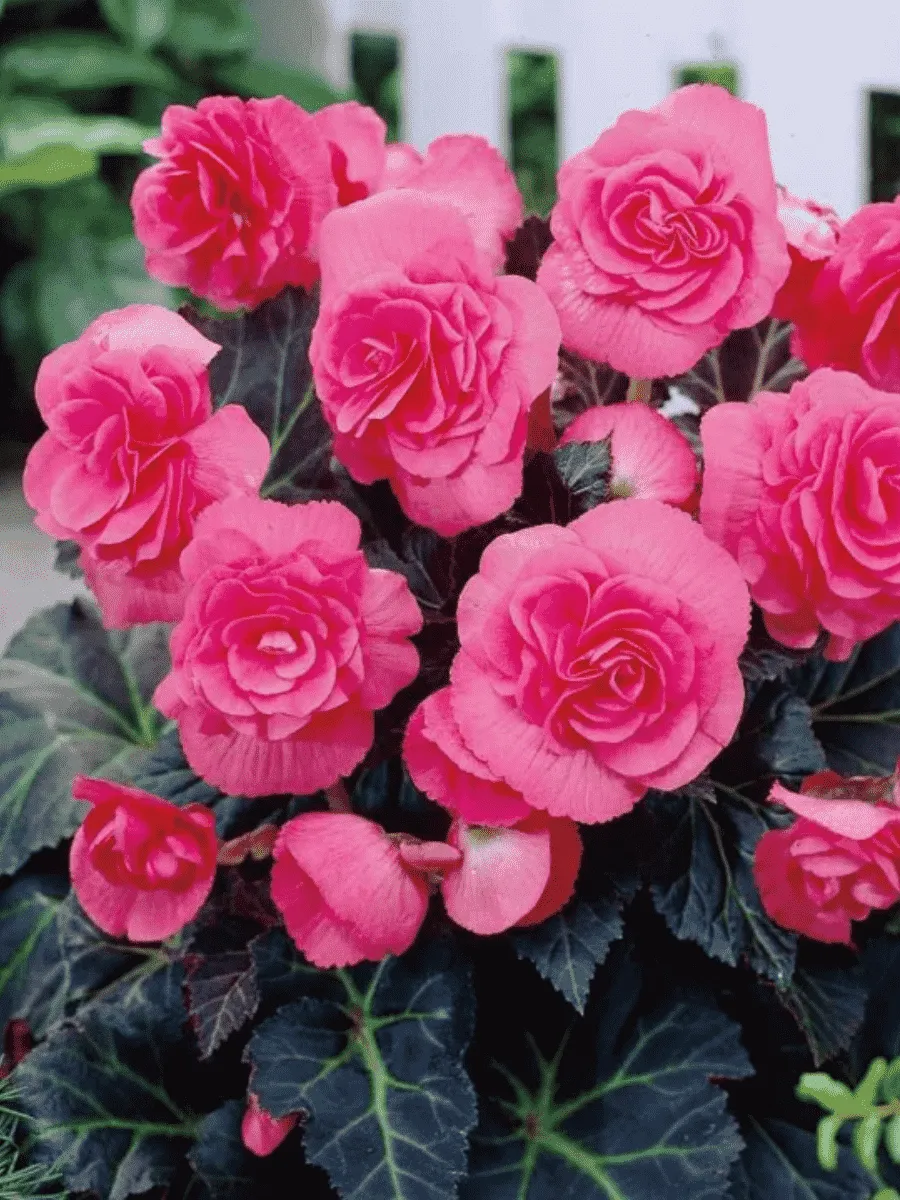 Бегония Pink
