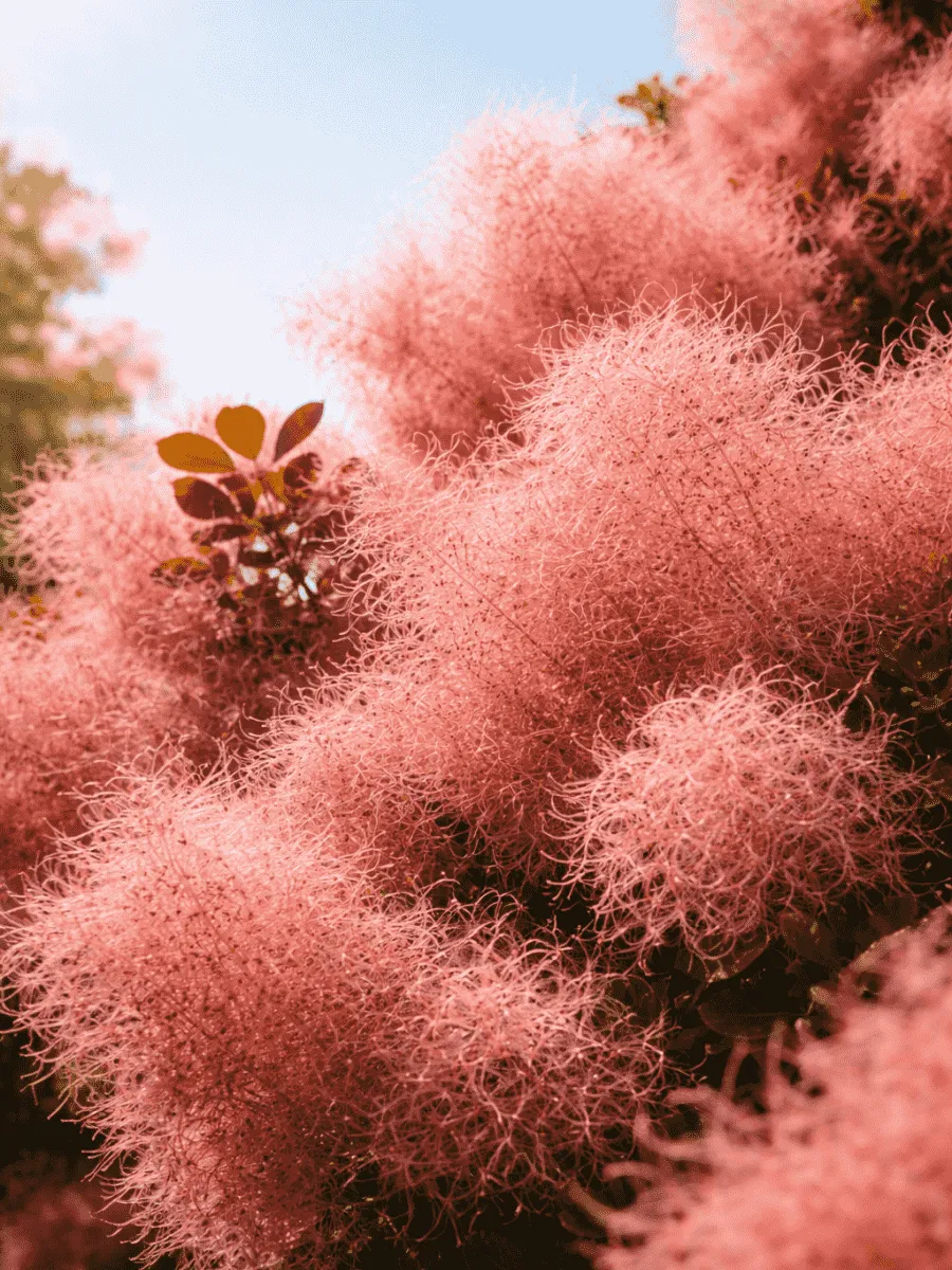 Скумпия кожевенная Foliis Purpureis
