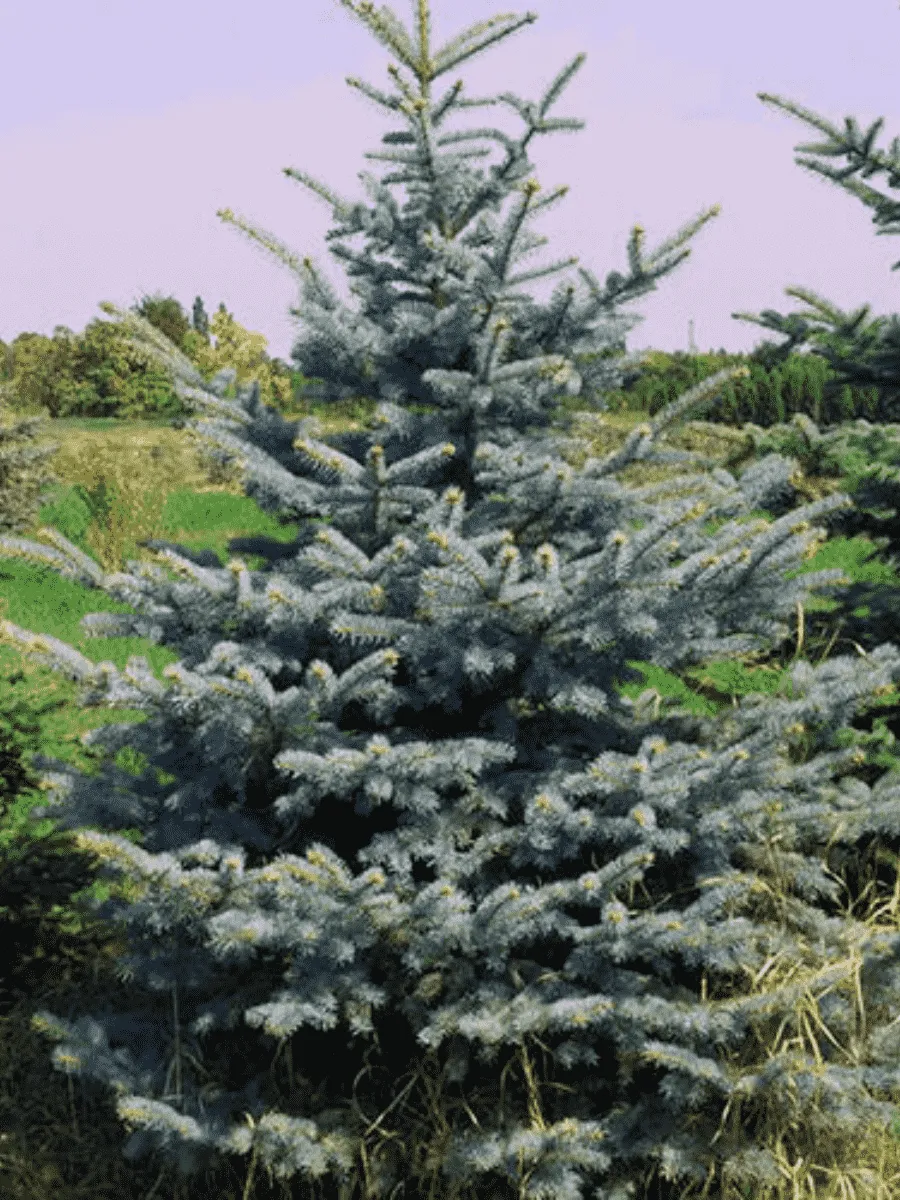 Ель колючая Glauca