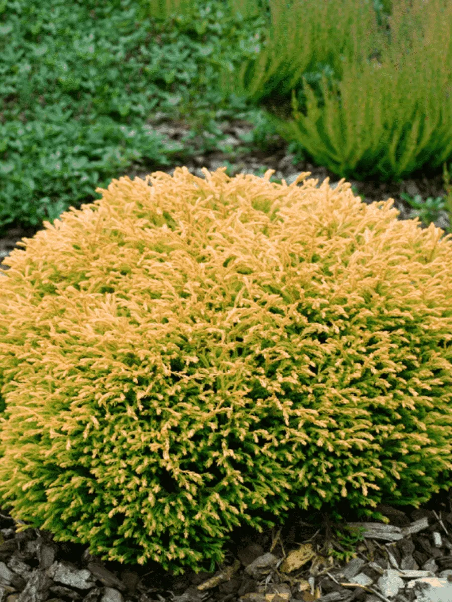Туя западная Golden Tuffet