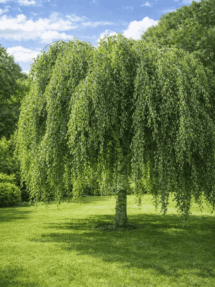Ива белая Pendula