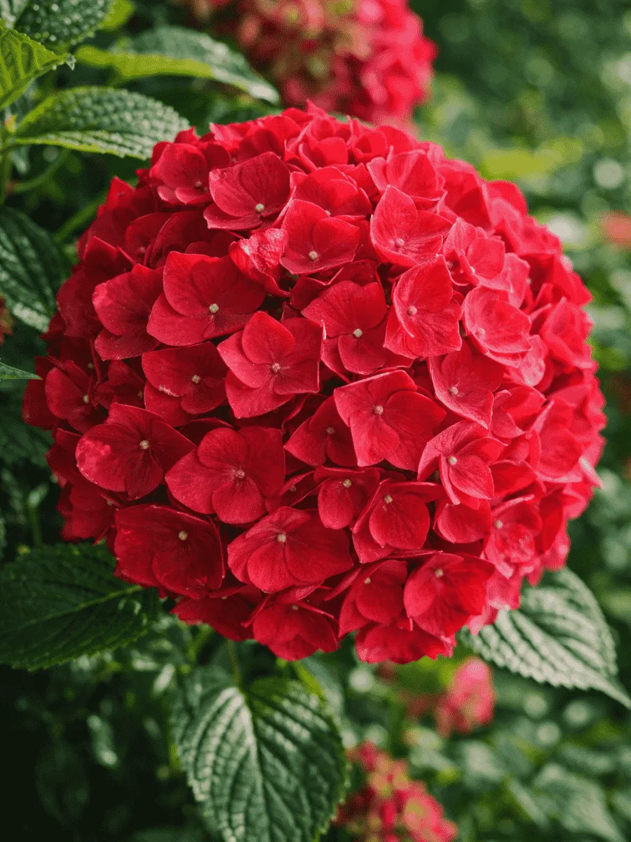 Гортензия крупнолистная Forever and ever Red