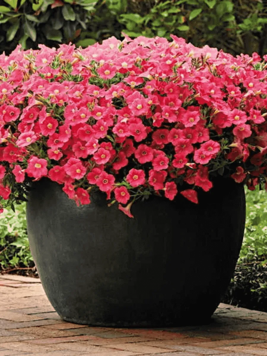 Петуния Potunia Coral (Кашпо)