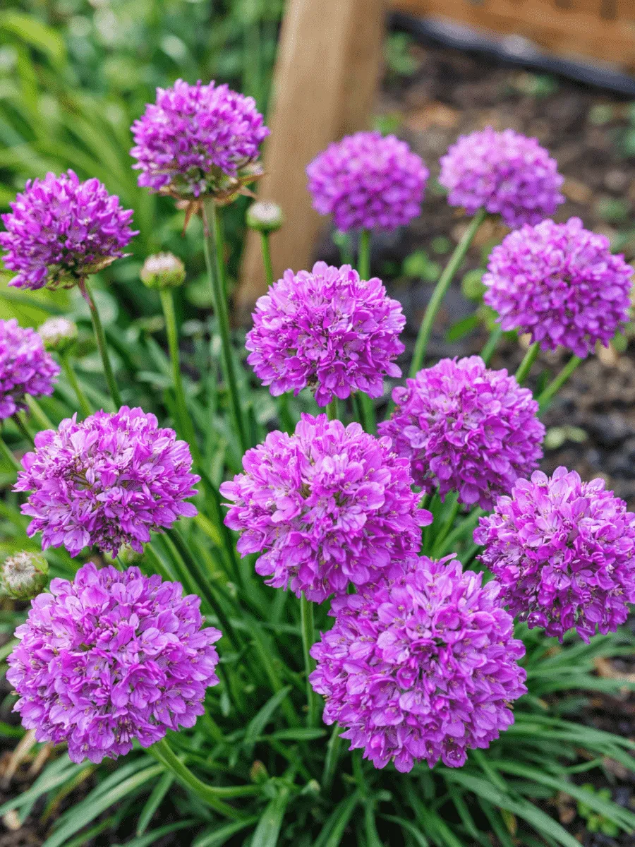 Армерия ложноармерия Ballerina Purple