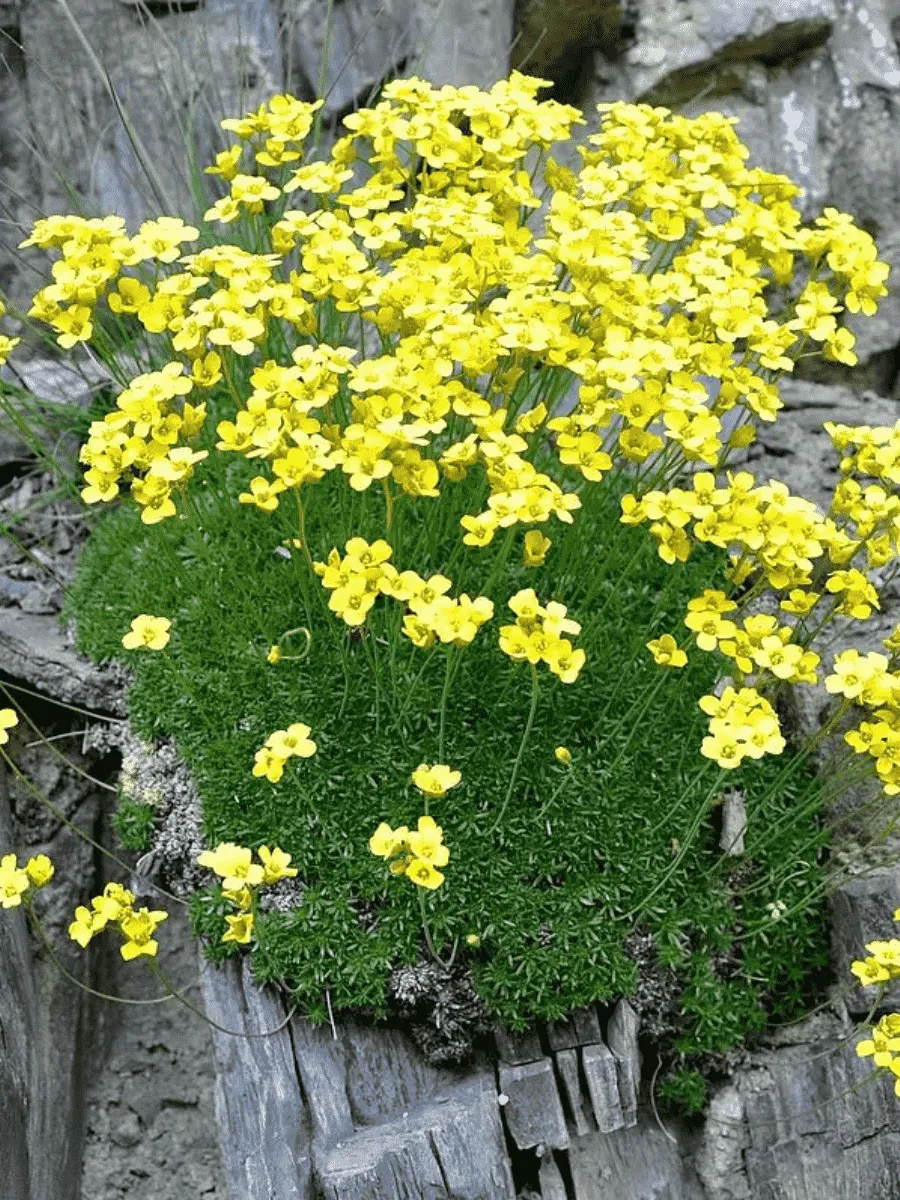 Крупка