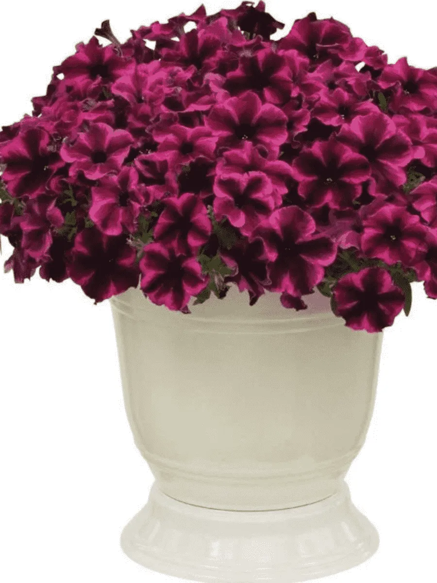 Петуния Crazytunia Cosmic Purple (Кашпо)