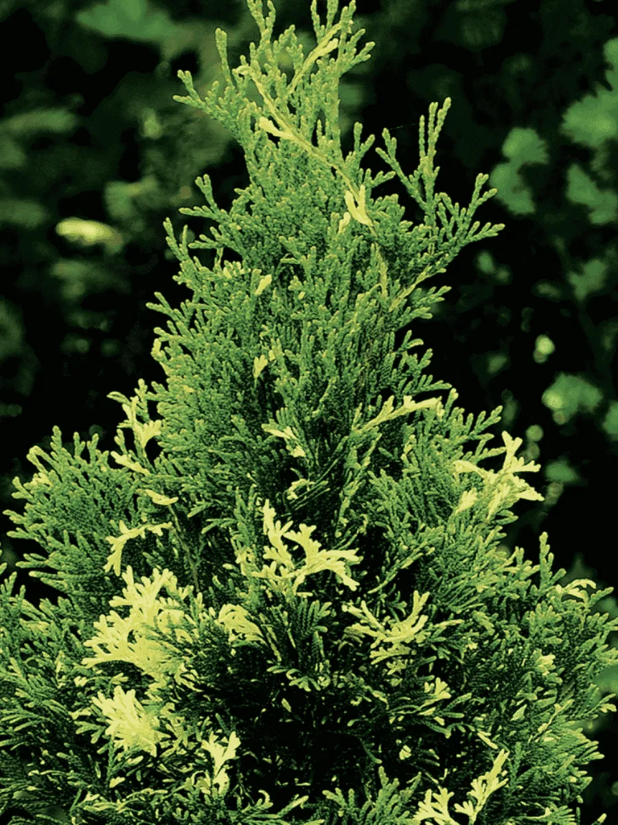 Туя западная Variegata