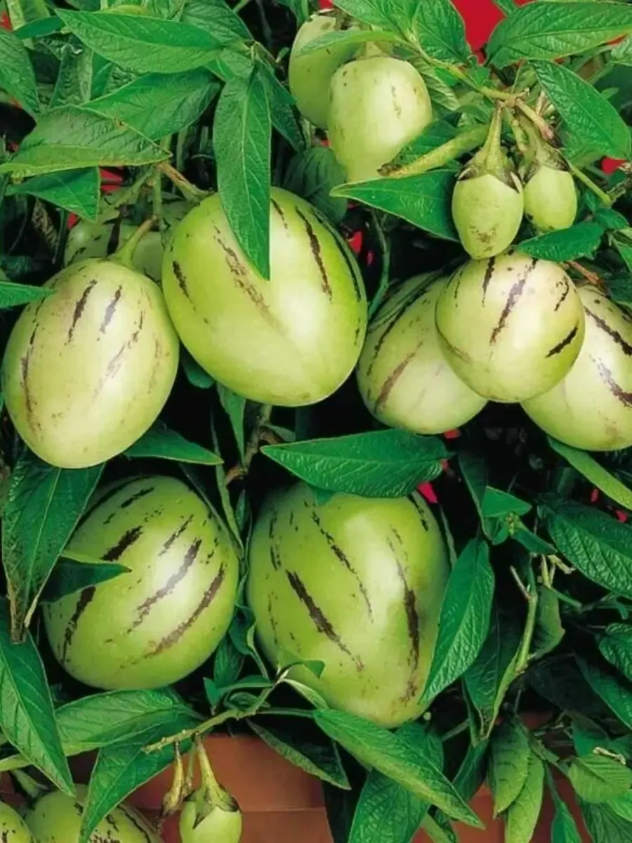 Пепино