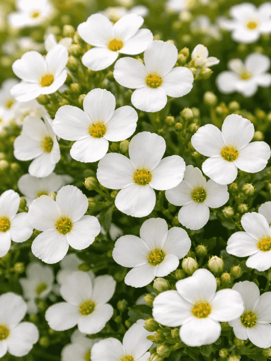 Аубриета Florado White