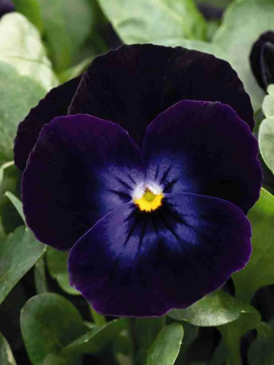 Виола рогатая  Admire Purple White Face