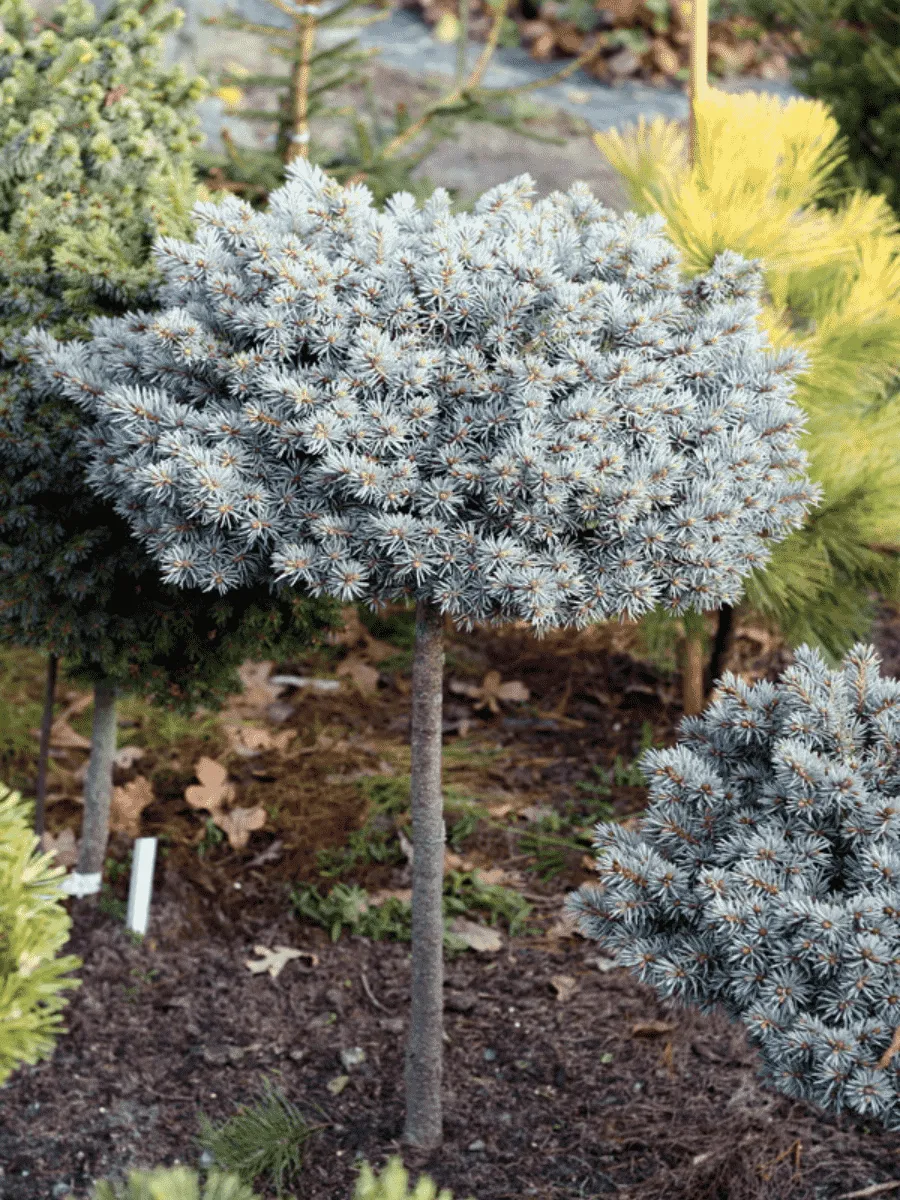 Ель колючая Blaukissen штамб 40-60см