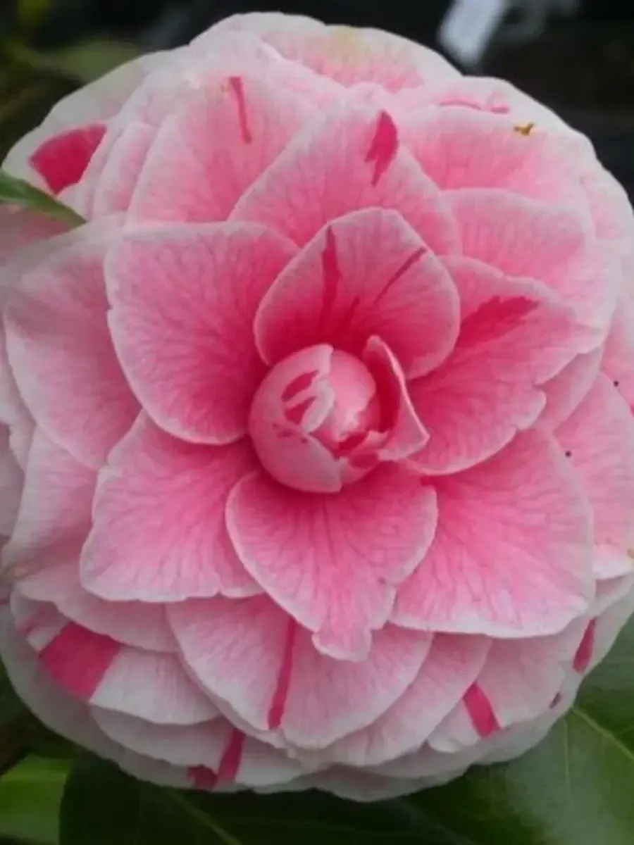 Камелия японская  Bonomiana roze