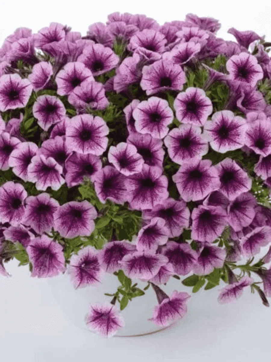 Петуния Littletunia Pink Splash (Кашпо)
