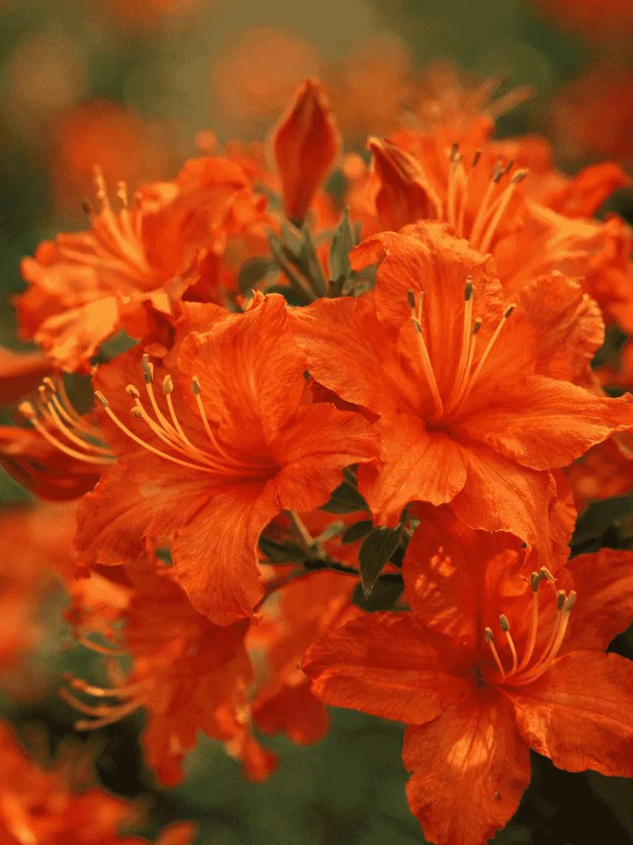 Азалия крупноцветковая Apricot