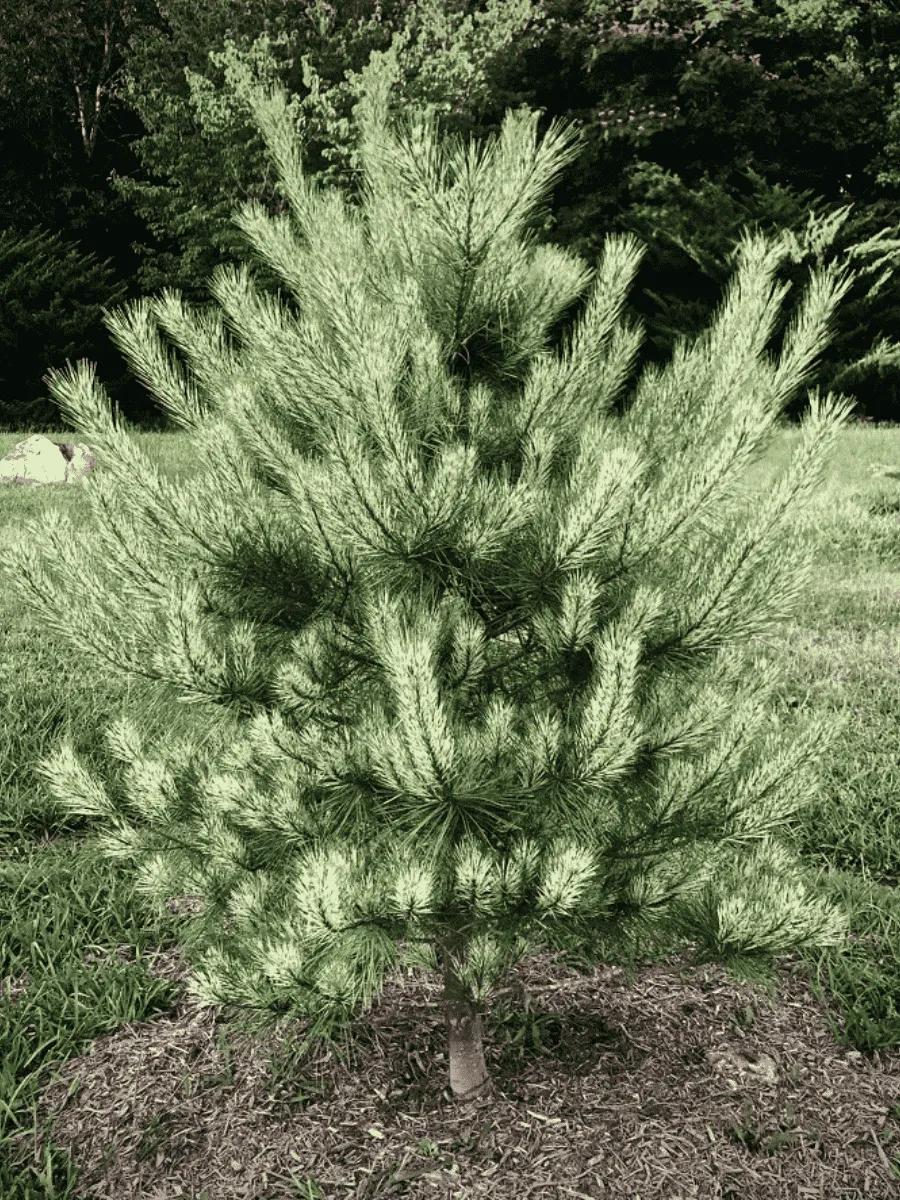 Сосна густоцветковая Burke's Red Variegated