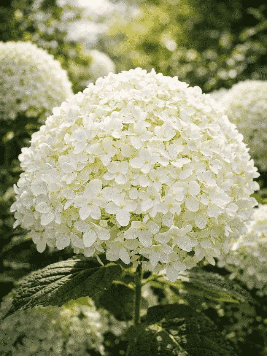 Гортензия древовидная White ball