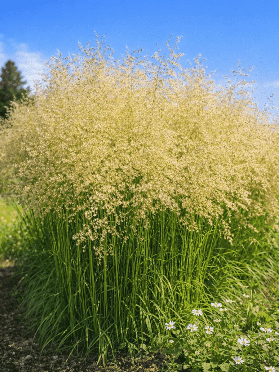 Щучка дернистая Tardiflora