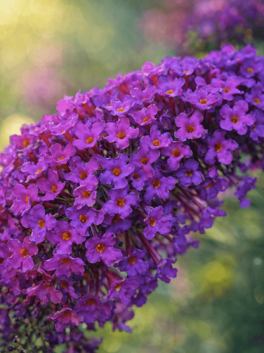 Буддлея давида Nanho Purple