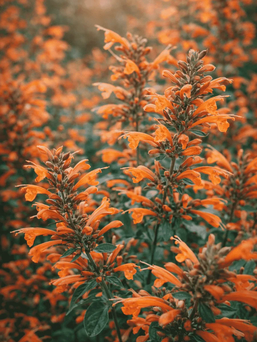 Агастахис оранжевый Apricot Sprite