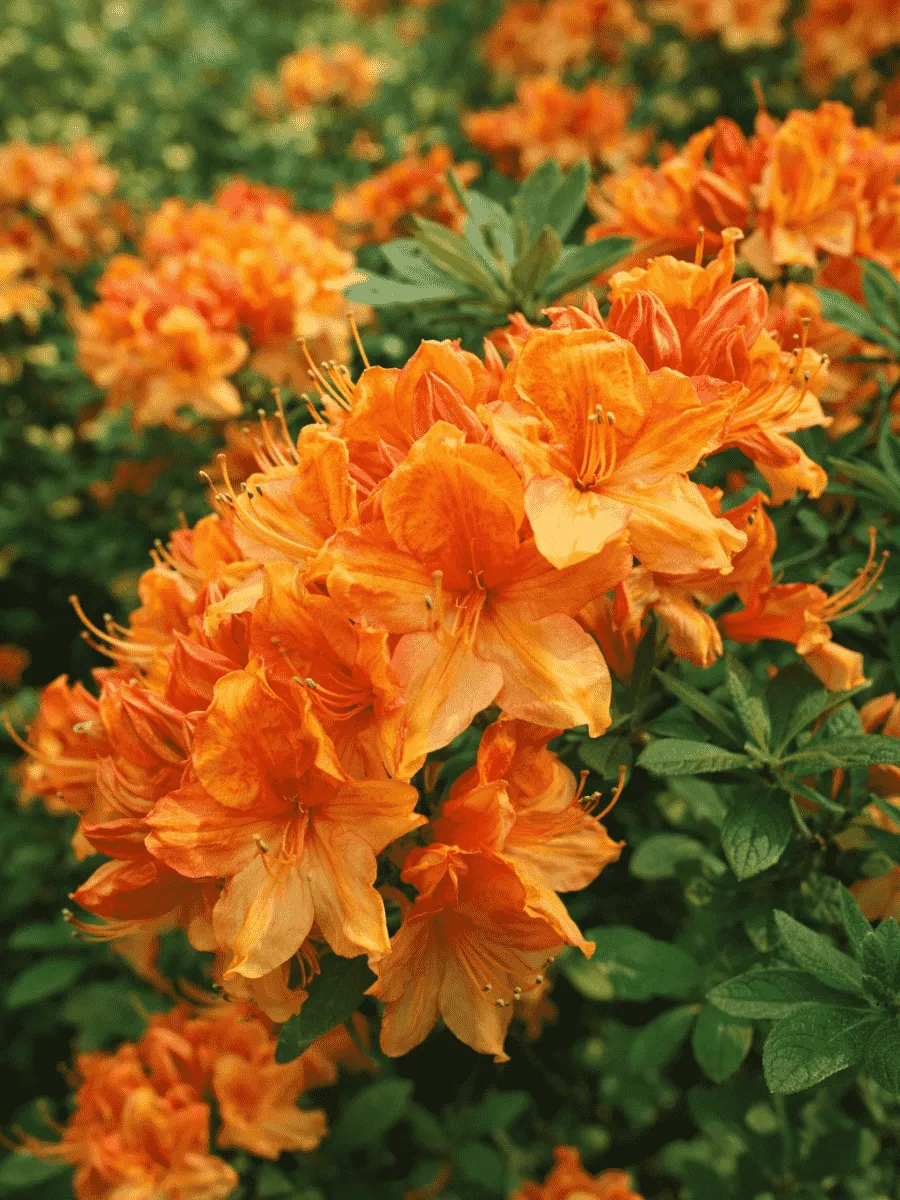 Азалия Orange Hit
