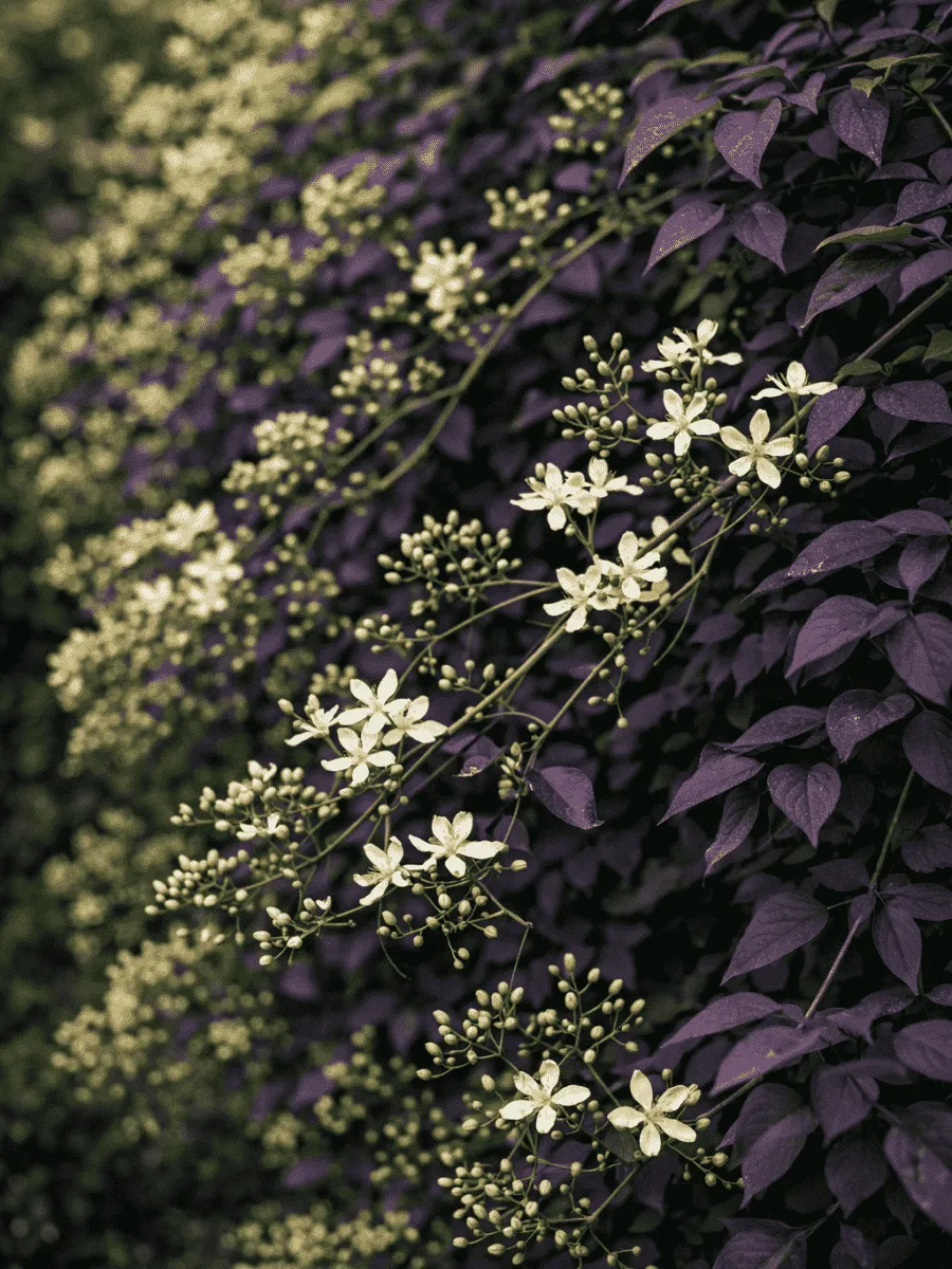 Клематис прямой Purpurea