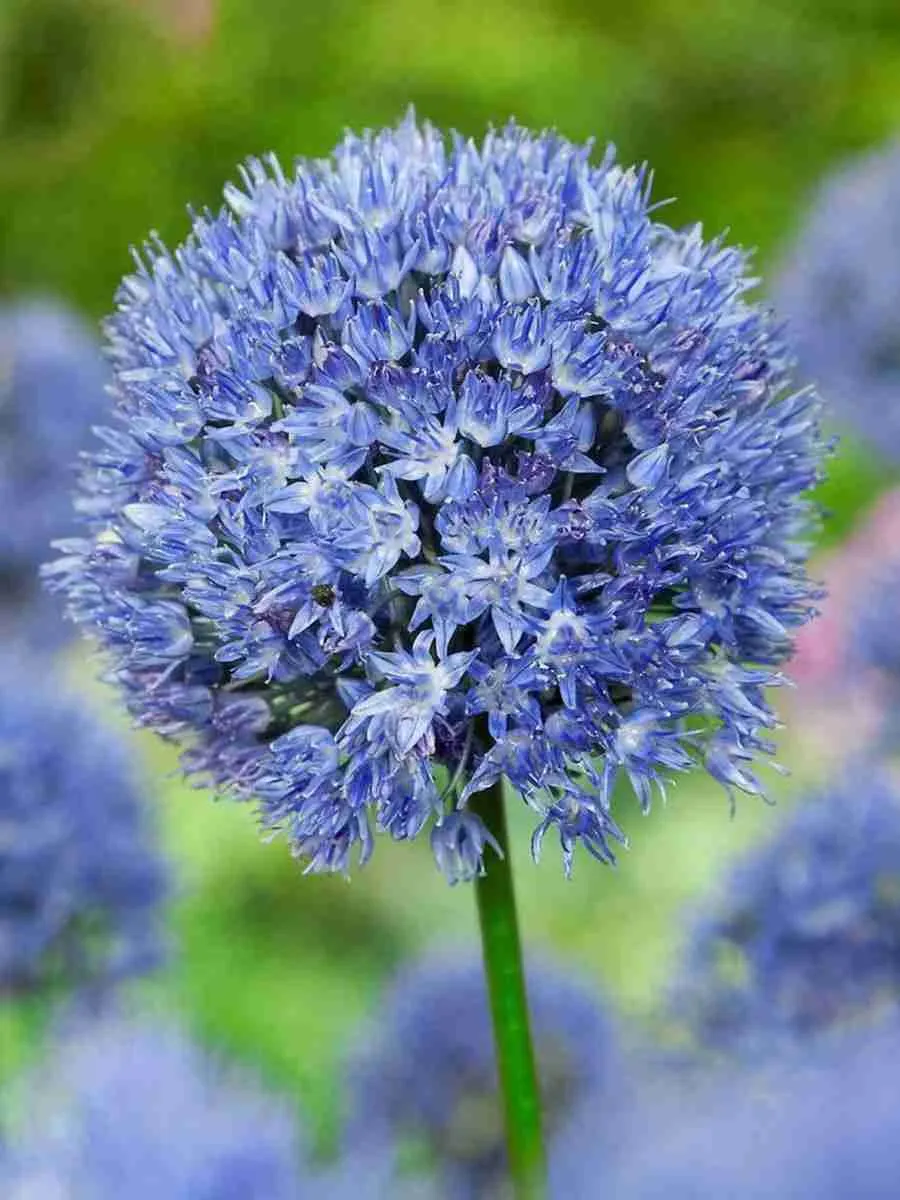 Лук