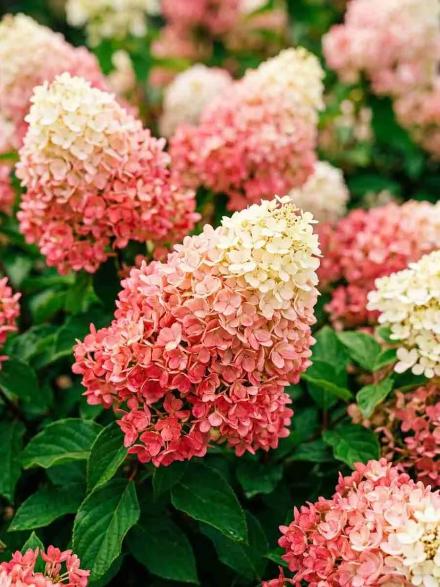Гортензия метельчатая Summer Breeze