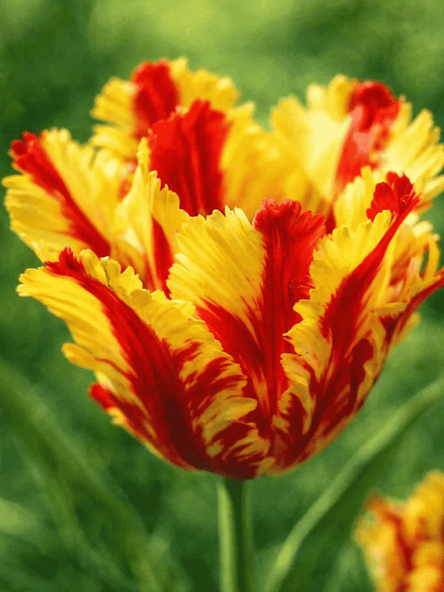 Тюльпан Tulipa Flaming Parrot