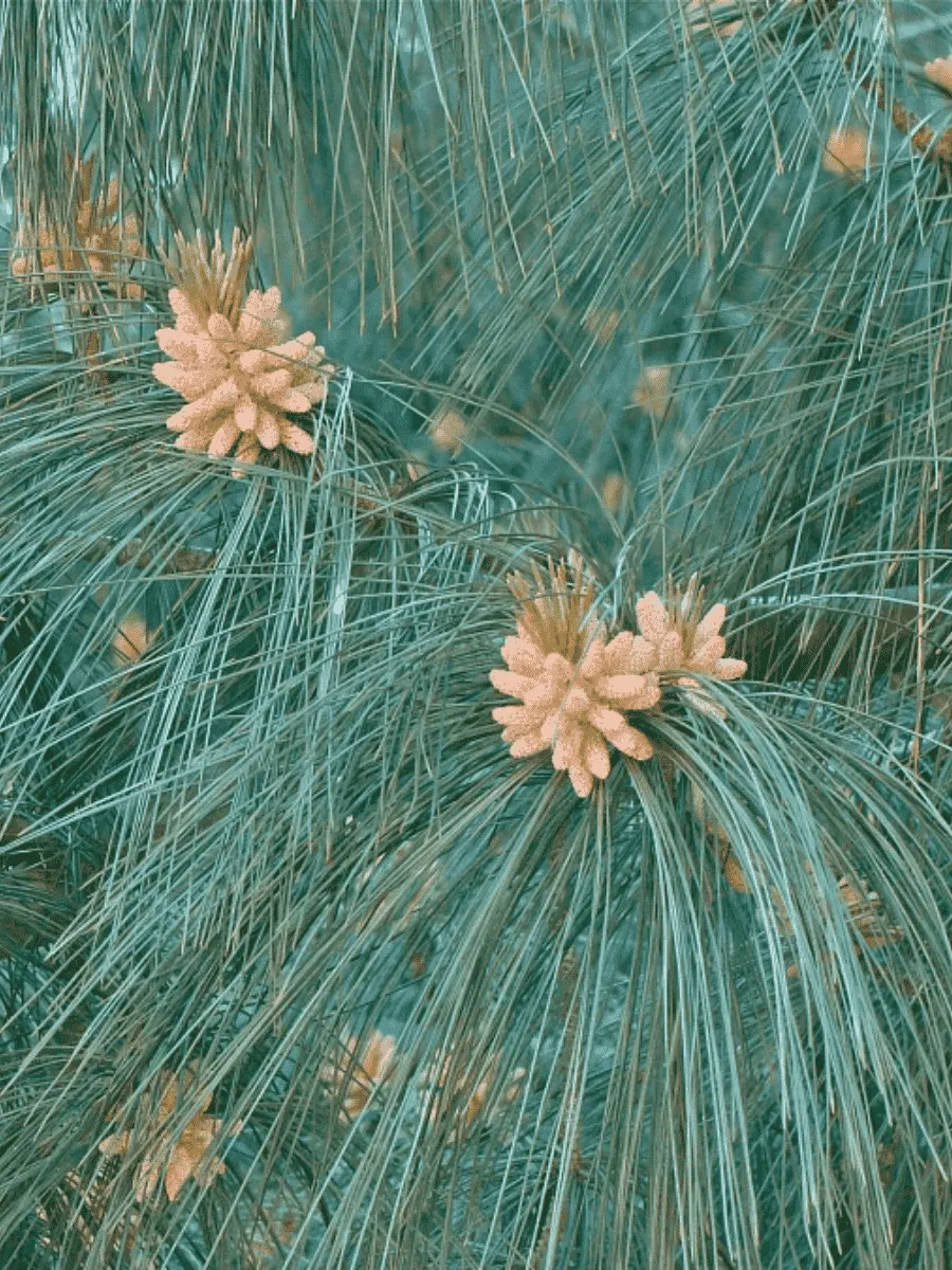 Сосна гималайская