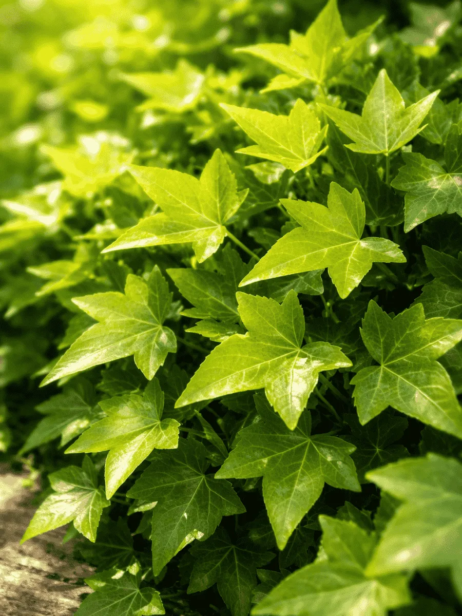 Плющ обыкновенный Shamrock