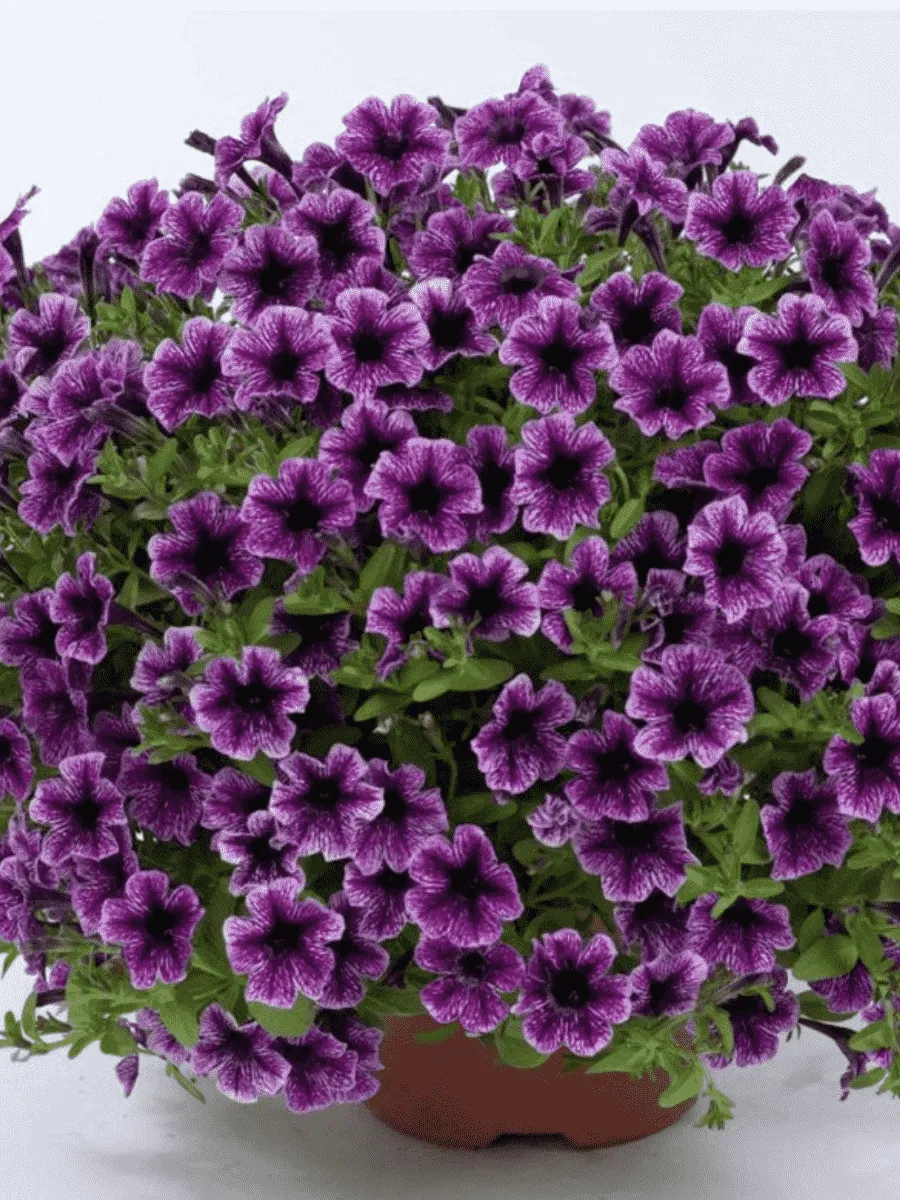 Петуния Littletunia Blue Vein (Кашпо)