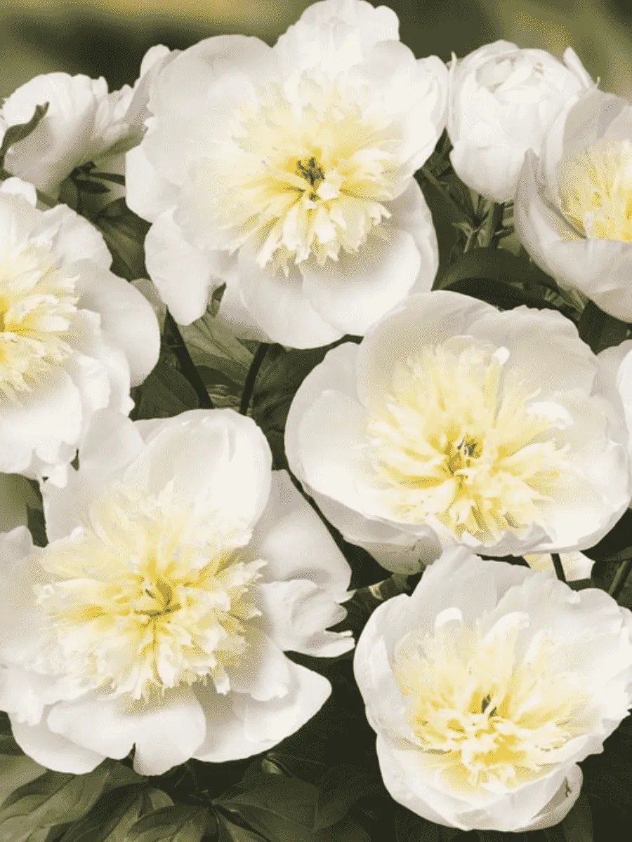 Пион травянистый Patio Peony Madrid
