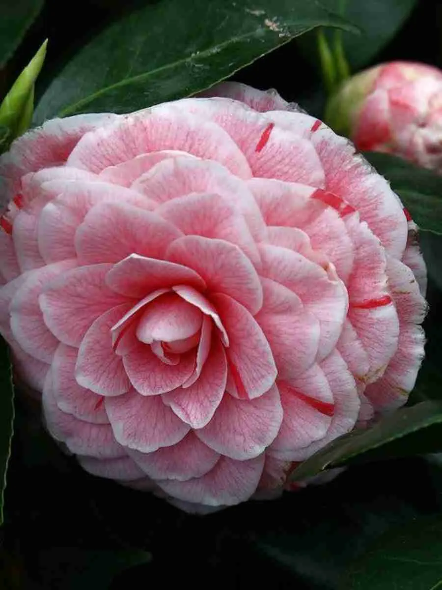 Камелия японская  Bonomiana roze