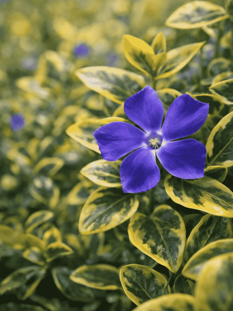 Барвинок малый Blue And Gold