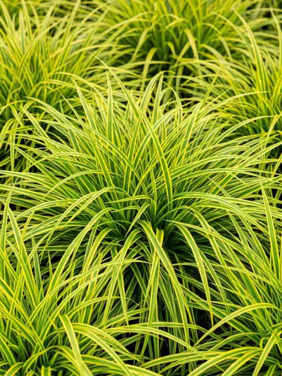 Осока пальмолистная Aureovariegata