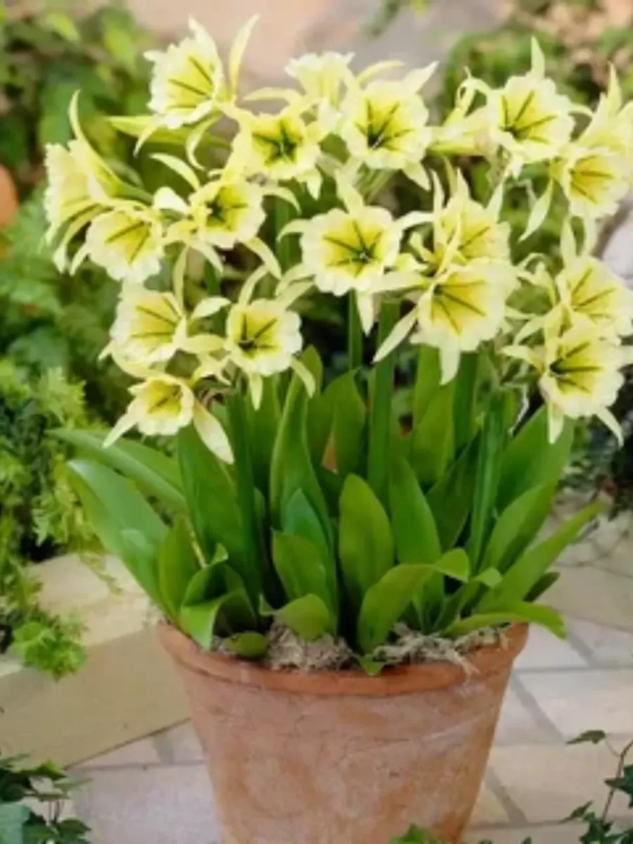 Исмена Sulphur Queen