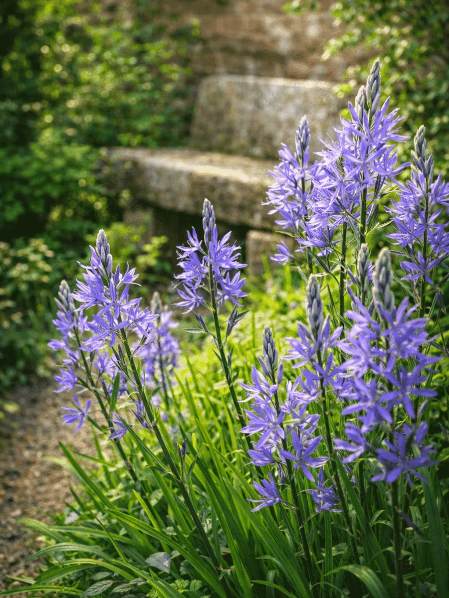 Камассия Лейхтлина Caerulea