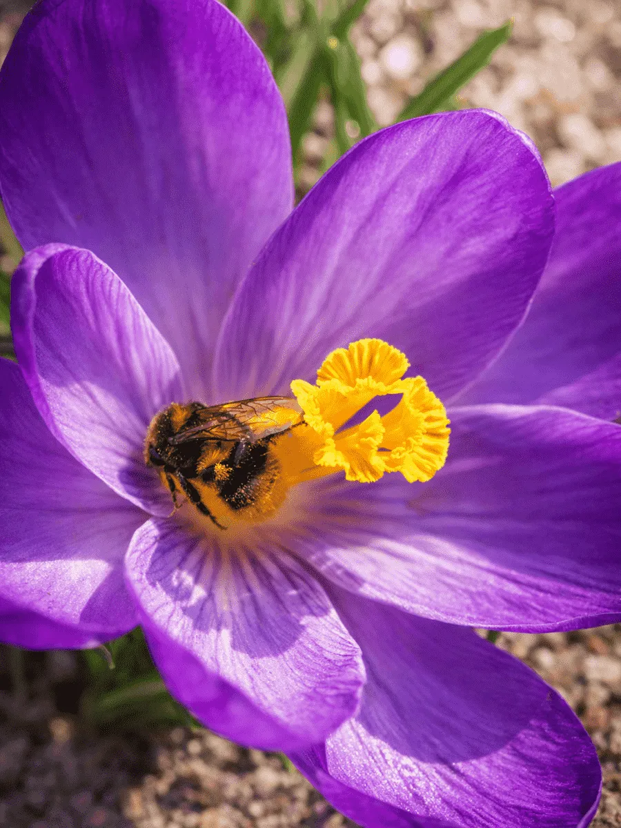 Крокус крупноцветковый Flower Record