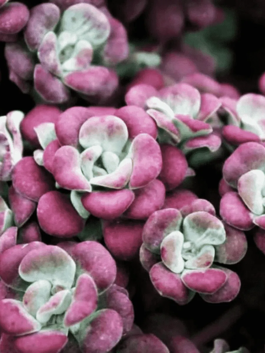 Очиток лопатчатолистный Atropurpurea