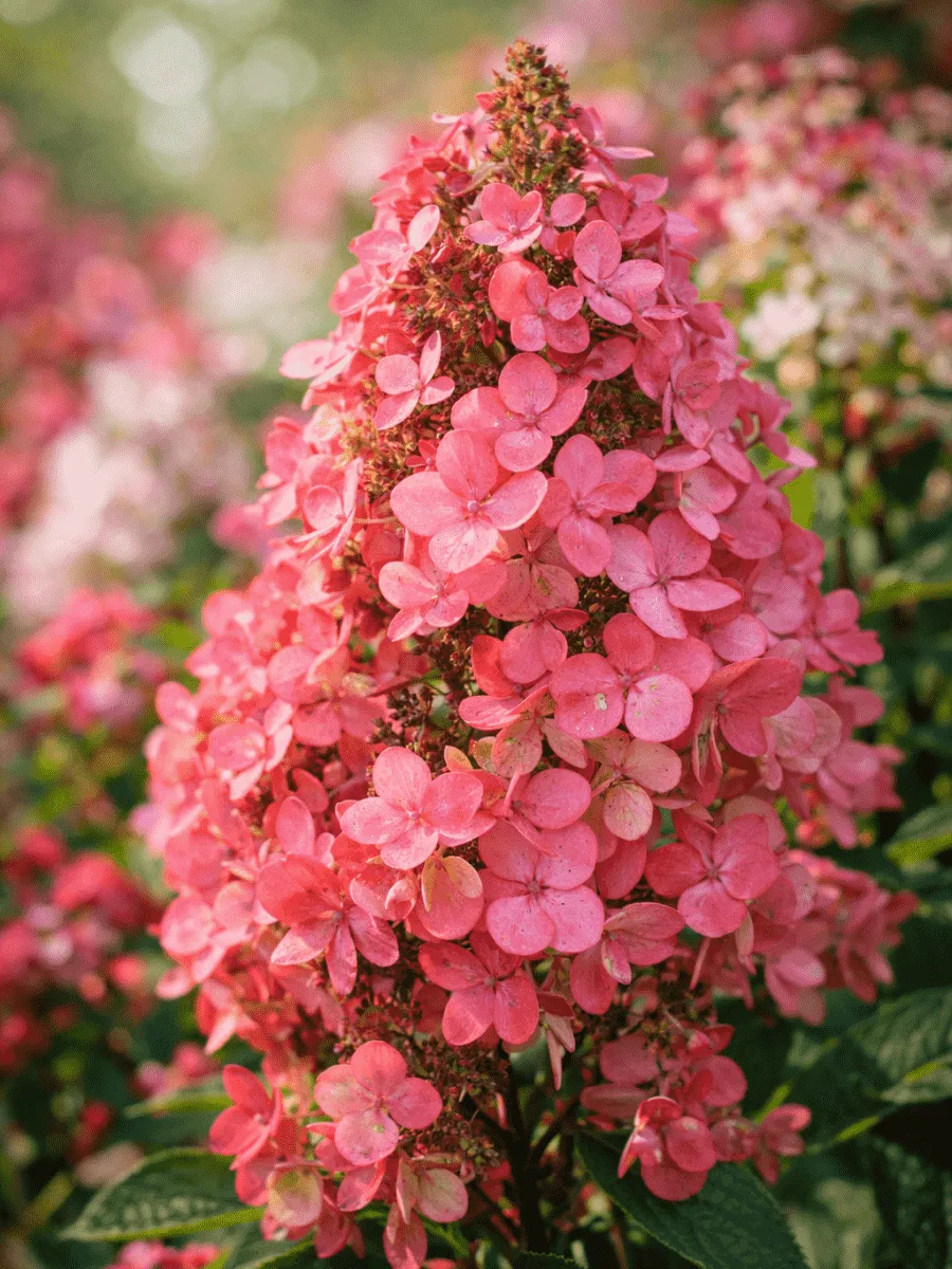 Гортензия метельчатая Pink Queen
