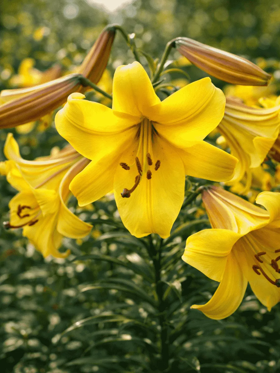 Лилия Golden Splendour
